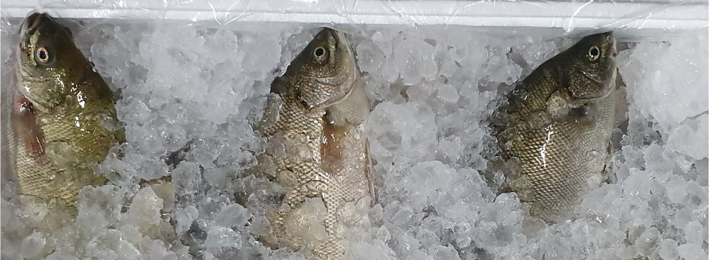 New technology in fish farm (Dissolved Oxygen).